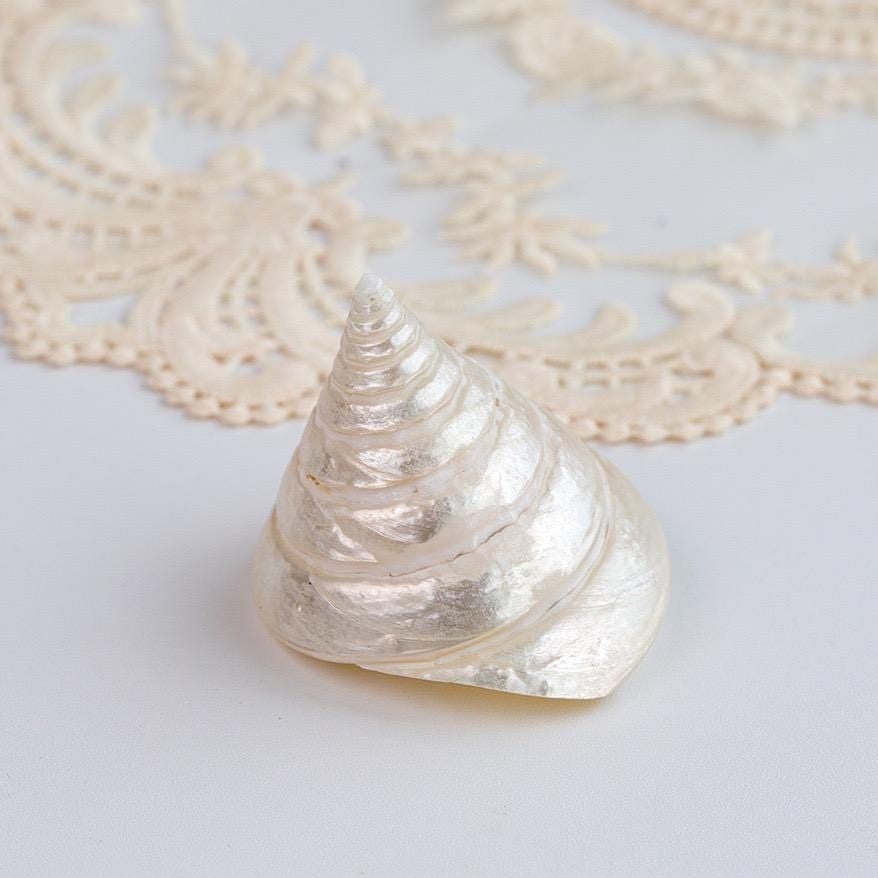 Seashell Jewelry Display: Handmade Conch Ring/Earring Holder